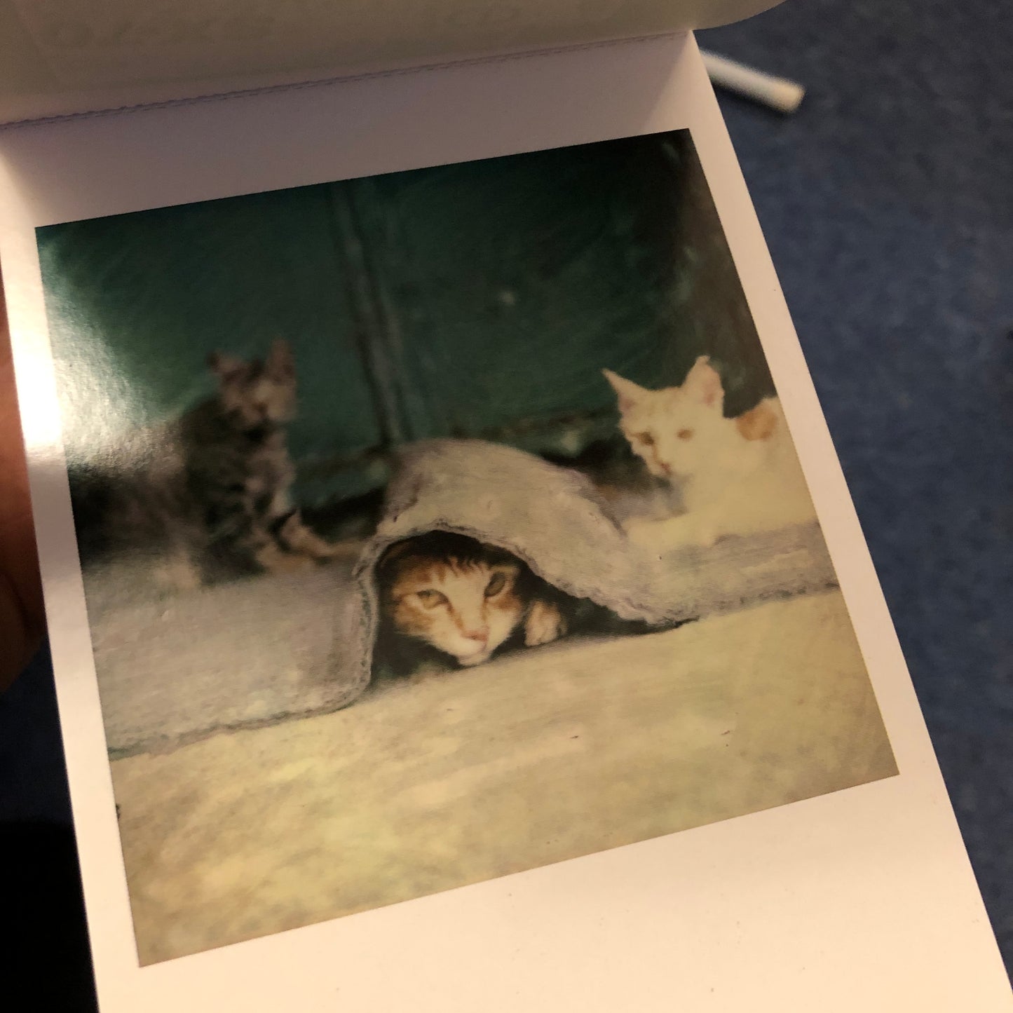 40010 | catalogue creations #2 village cats in HK