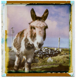 40031 | Polazine NR 10  TYPE 80 PACK FILM - ACHILL ISLAND