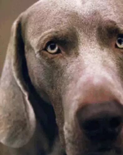 40010 | william wegman polaroids